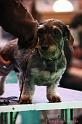 Crufts2011_2 1602